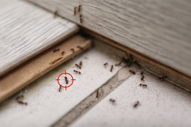 Best Exterminator Services  in Bradley Beach, NJ