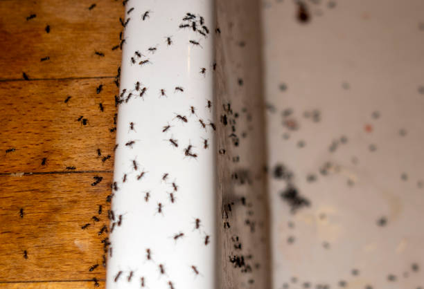 Best Pest Prevention Services  in Bradley Beach, NJ